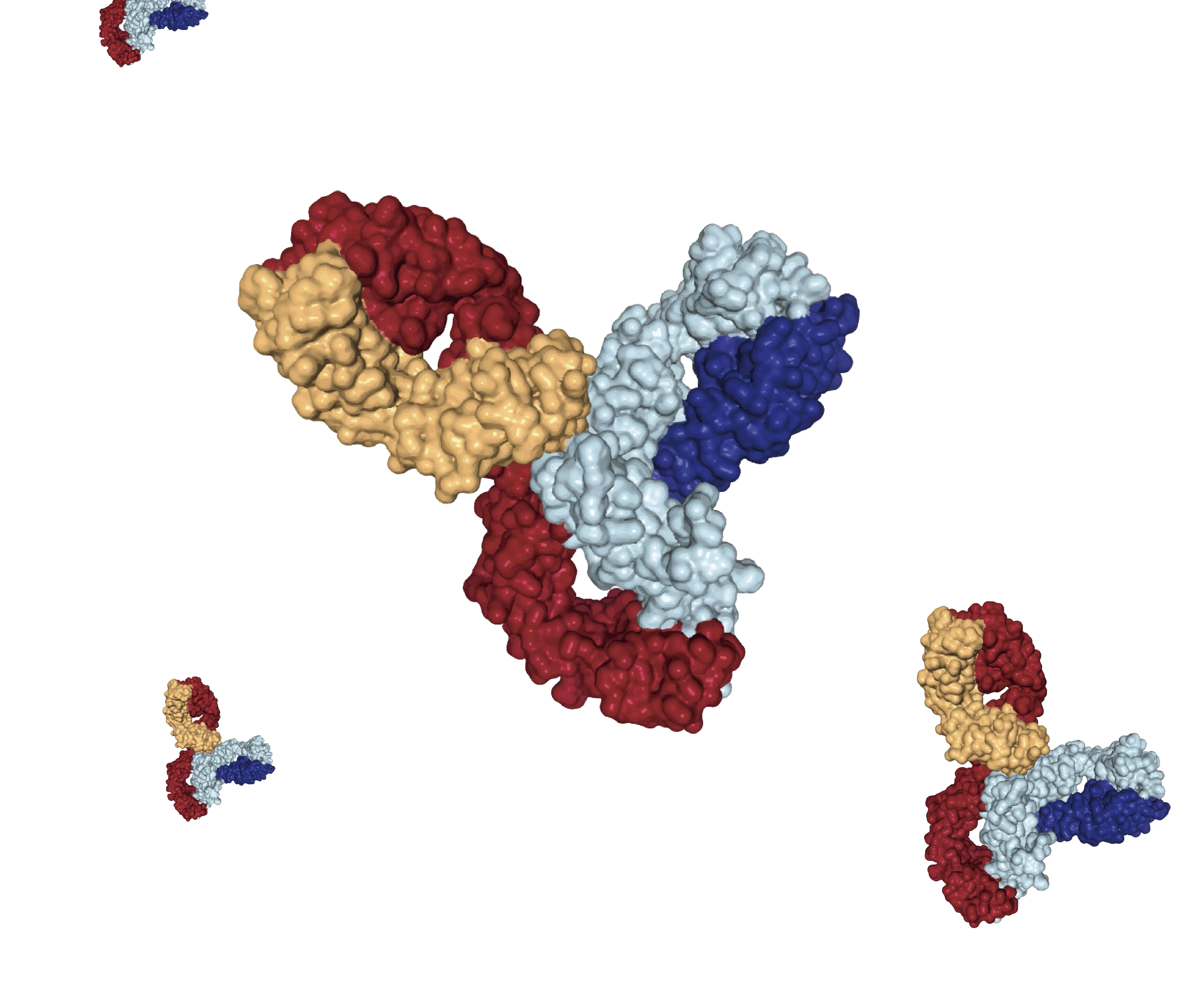 Antibody Illustration